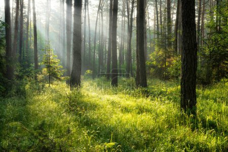 Téléchargez les photos : Plantes et fleurs vertes en forêt au soleil - en image libre de droit