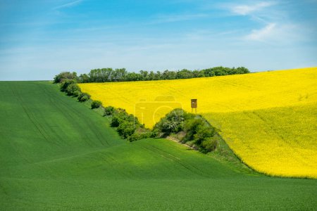 Photo for Beautiful spring landscape with rape field and blue sky - Royalty Free Image