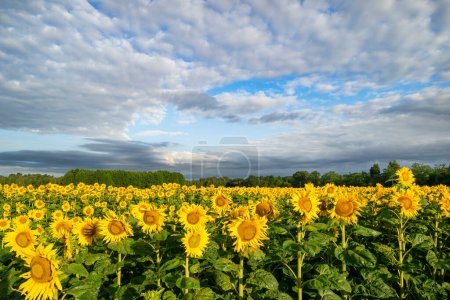 Téléchargez les photos : Champ de tournesols sur ciel nuageux bleu - en image libre de droit