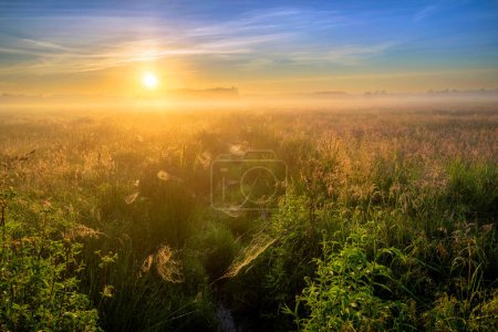 Téléchargez les photos : Belle matinée brumeuse sur les champs couverts de toiles d'araignées - en image libre de droit
