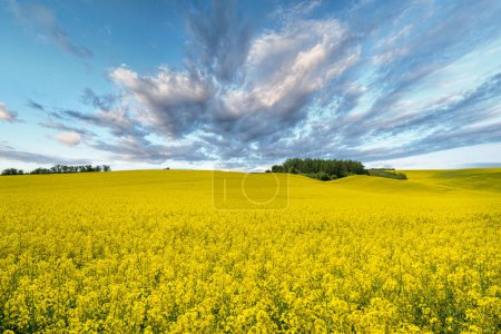 Téléchargez les photos : Beau paysage printanier avec champ de viol et ciel bleu - en image libre de droit