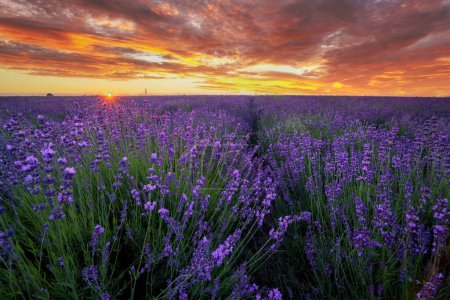Photo for Beautiful summer sunset over lavender field - Royalty Free Image