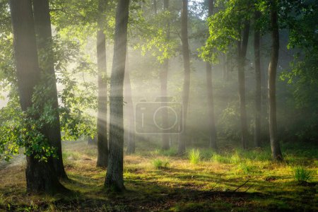 Foto de Beautiful sunny morning in the green forest - Imagen libre de derechos