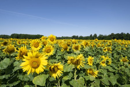 Photo for Sunflowers field over blue cloudy sky - Royalty Free Image