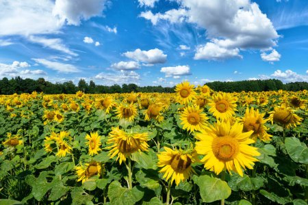Photo for Sunflowers field over blue cloudy sky - Royalty Free Image