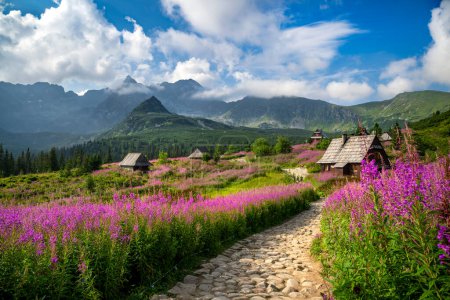 Téléchargez les photos : Belle journée d'été dans les montagnes - Hala Gasienicowa en Pologne - Tatras - en image libre de droit