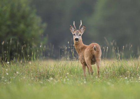 Photo for Roe deer male ( Capreolus capreolus ) - Royalty Free Image