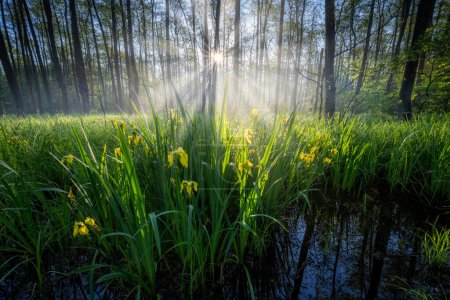 Foto de Hermosa mañana brumosa en los alisos bosque húmedo - Imagen libre de derechos