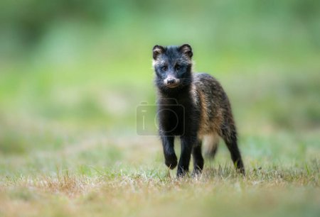Photo for Common raccoon dog ( Nyctereutes viverrinus ) - Royalty Free Image