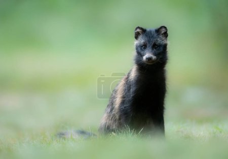 Foto de Perro mapache común (Nyctereutes viverrinus ) - Imagen libre de derechos