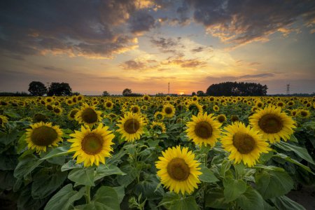 Téléchargez les photos : Beau coucher de soleil sur champ de tournesols - en image libre de droit