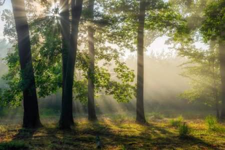 Téléchargez les photos : Belle matinée ensoleillée dans la forêt verte - en image libre de droit
