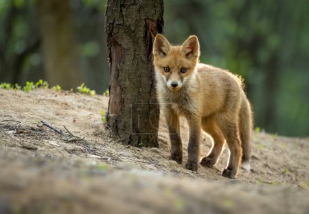 Foto de Bonito zorro rojo joven en el bosque (Vulpes vulpes ) - Imagen libre de derechos