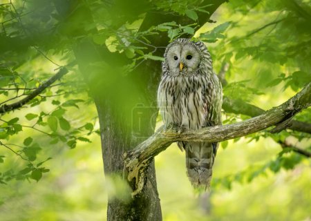 Ural owl ( Strix uralensis ) in spring forest