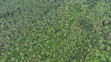 Téléchargez les photos : Vue aérienne de drones d'arbres forestiers verts - en image libre de droit