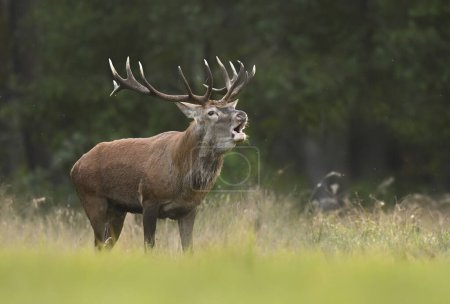 Téléchargez les photos : European deer male buck ( Cervus elaphus ) during rut - en image libre de droit