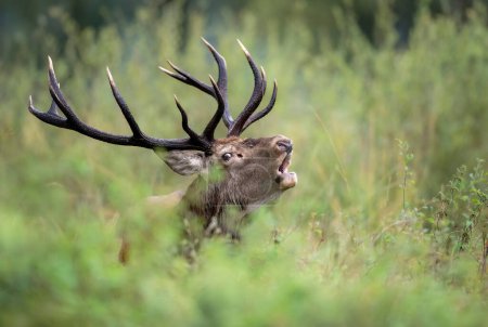 Foto de European deer male buck ( Cervus elaphus ) during rut - Imagen libre de derechos