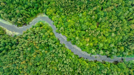 Photo for Natural river in the forest - aerial view - Royalty Free Image