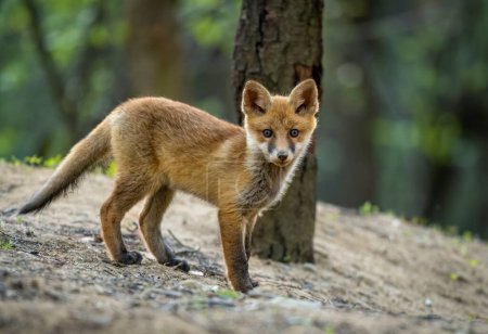 Téléchargez les photos : Mignon jeune renard roux dans la forêt (Vulpes vulpes ) - en image libre de droit