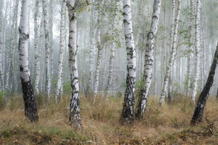 Téléchargez les photos : Belle matinée brumeuse dans la forêt de bouleaux - en image libre de droit
