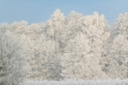 Hermoso día de invierno con árboles cubiertos de heladas