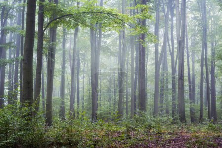 Téléchargez les photos : Matin brumeux dans la forêt verte - en image libre de droit
