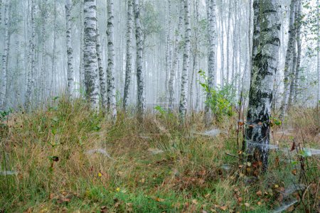 Téléchargez les photos : Belle matinée brumeuse dans la forêt de bouleaux - en image libre de droit