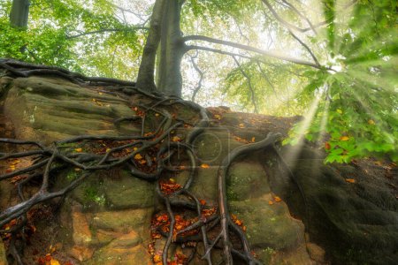 Téléchargez les photos : Beaux arbres verts avec des racines sur les rochers - en image libre de droit