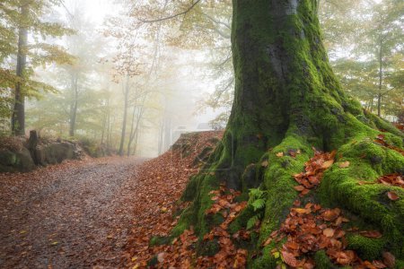 Téléchargez les photos : Misty jour d'automne dans la vieille forêt - en image libre de droit