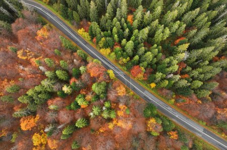 Téléchargez les photos : Route entre la forêt d'automne - vue aérienne - en image libre de droit