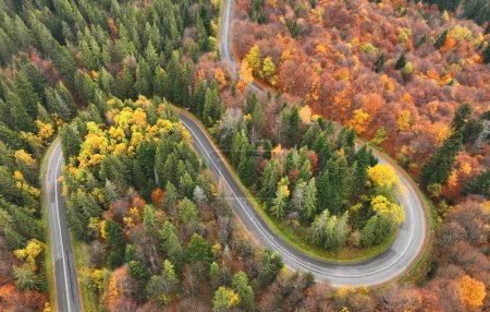Téléchargez les photos : Route sinueuse entre la forêt d'automne - vue aérienne - en image libre de droit