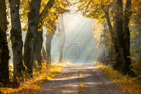 Foto de Mañana de otoño en la avenida de árboles viejos - Imagen libre de derechos