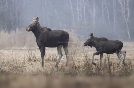 Moose , Elk ( Alces alces ) close up - female with young elk 
