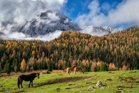 Téléchargez les photos : Beau paysage de montagnes d'automne avec des chevaux dans le premier plan - en image libre de droit