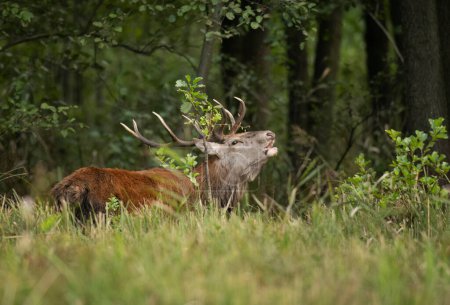Photo for European deer male buck ( Cervus elaphus ) during rut - Royalty Free Image