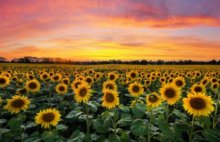 Photo for Beautiful sunset over sunflowers field - Royalty Free Image