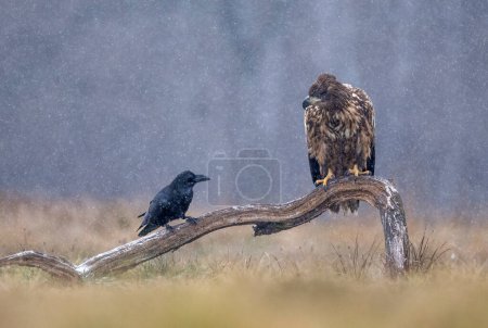Foto de Águila marina / águila de cola blanca (Haliaeetus albicilla) y cuervo (Corvus corax ) - Imagen libre de derechos