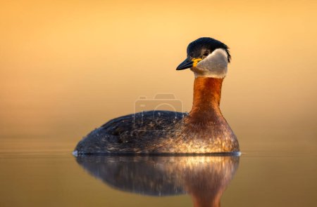 Photo for Red necked grebe (Podiceps grisegena) - Royalty Free Image