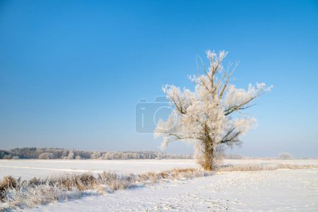 Téléchargez les photos : Belle journée d'hiver avec des arbres couverts de givre - en image libre de droit