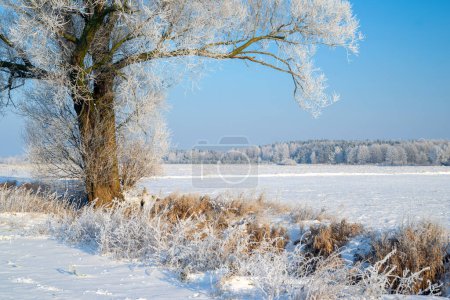Hermoso día de invierno con árboles cubiertos de heladas