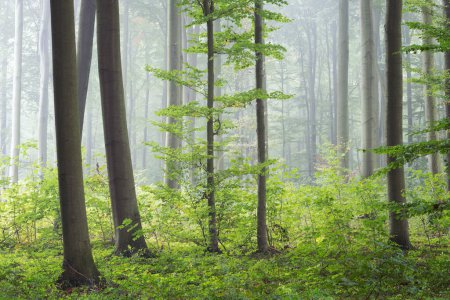 Téléchargez les photos : Matin brumeux dans la forêt verte - en image libre de droit