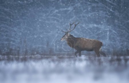 Téléchargez les photos : Bouc de cerf dans les paysages d'hiver - en image libre de droit