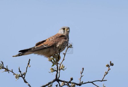 Photo for Kestrel bird ( Falco tinnunculus ) on the branch - Royalty Free Image