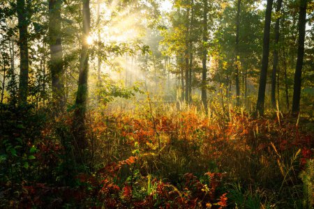 Téléchargez les photos : Matin d'automne dans la forêt - en image libre de droit