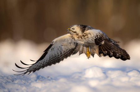 Téléchargez les photos : Oiseau butor commun (Buteo buteo ) - en image libre de droit