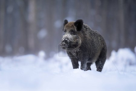 Photo for Wild boar in winter scenery ( Sus scrofa ) - Royalty Free Image