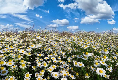 Photo for Beautiful summer day over filed full of flowers - Royalty Free Image