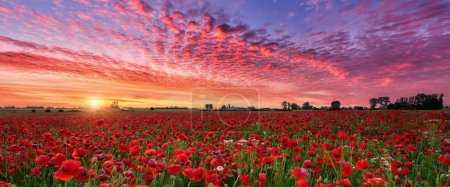 Photo for Beautiful summer sunset over poppy field - Royalty Free Image