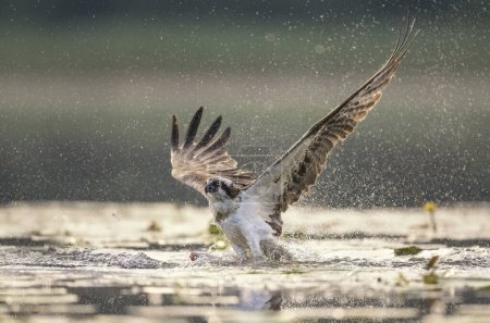 Fischadler auf der Jagd am See 