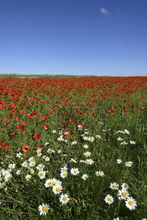 Foto de Flores rojas de amapola en un campo de amapolas - Imagen libre de derechos